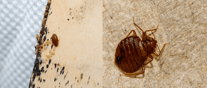 Reliable Bed Bug Control Services